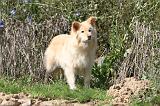 CHIEN FINNOIS DE LAPONIE 393